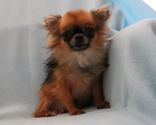 Mini Chihuahua Fiffi vom Wichtelhof