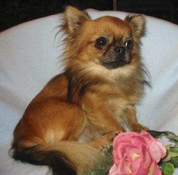 Chihuahua Langhaarrüde