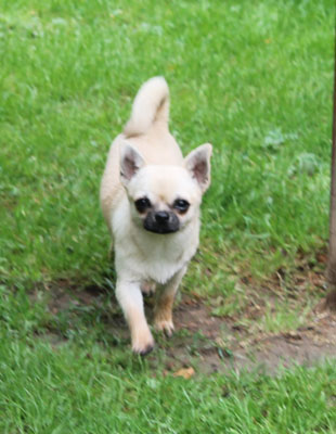 Chihuahua Kurzhaar