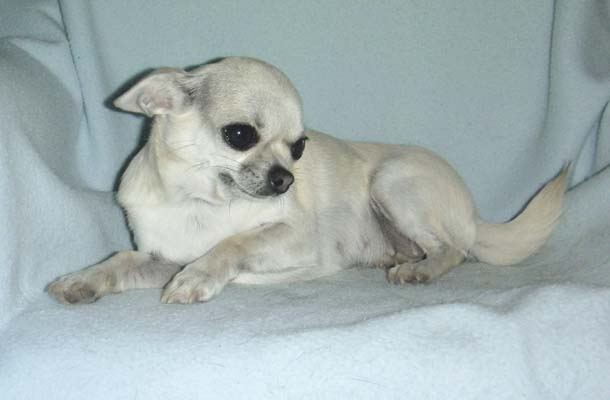 Chihuahua Hündin