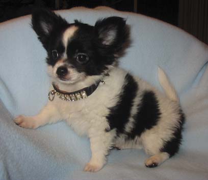 Chihuahua - Welpe in schwarz-weiß