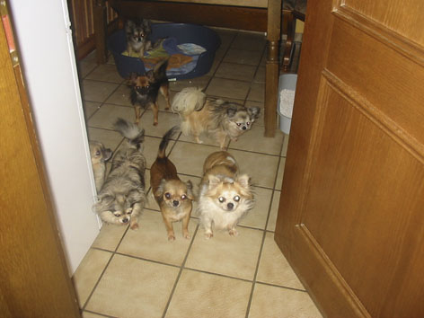 Chihuahuas in unserer Wohnung