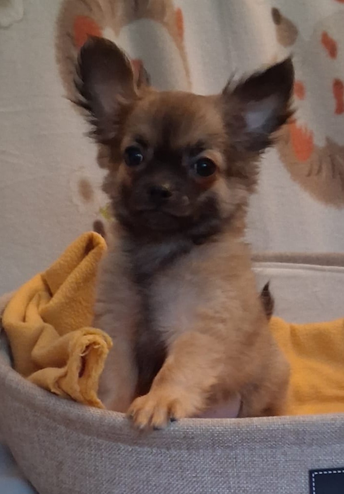 Minichihuahua