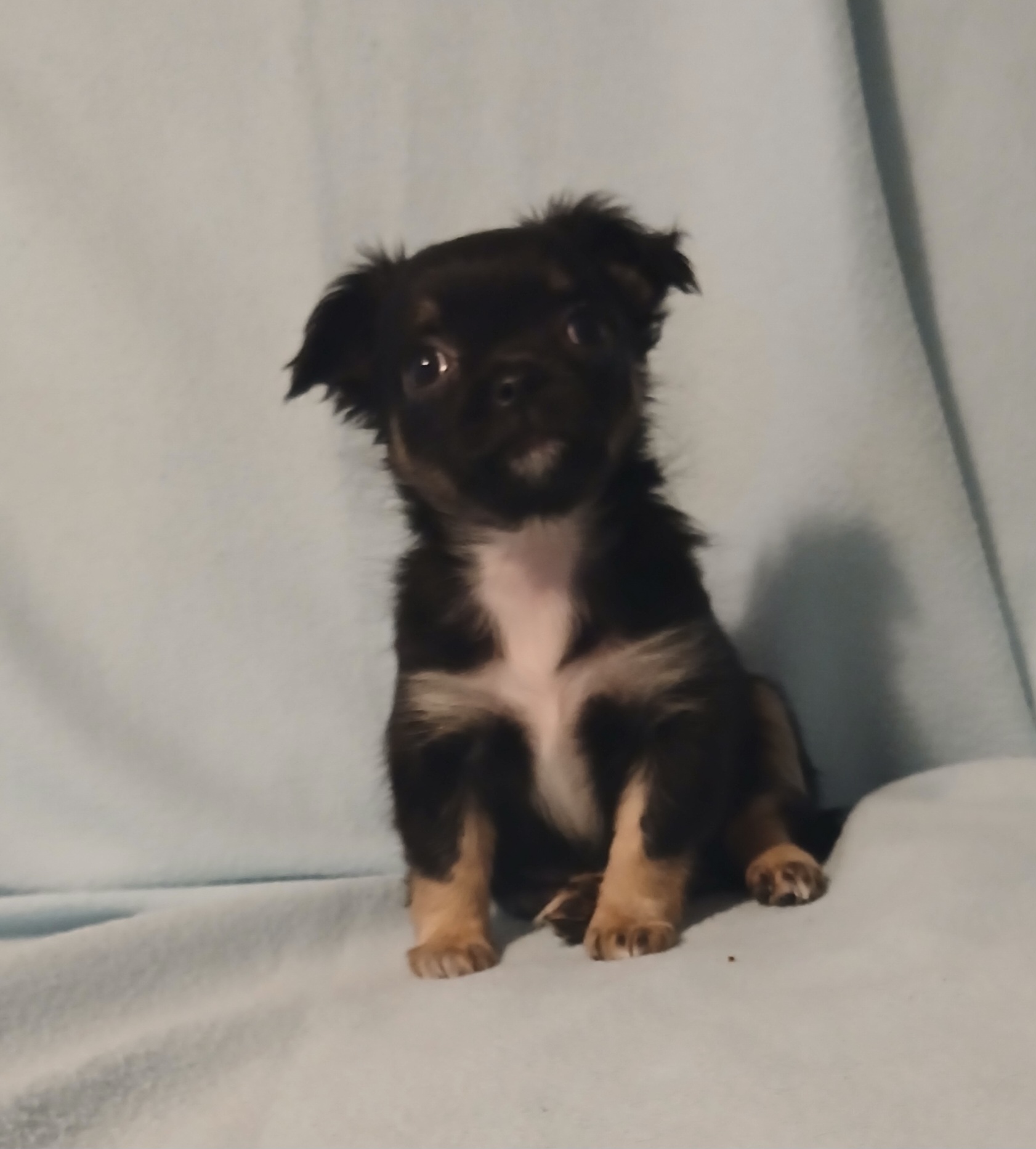 Minichihuahua